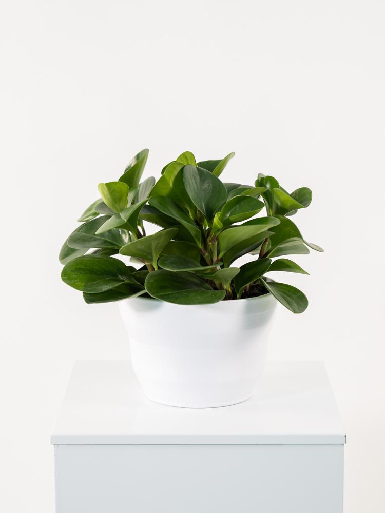PEPEROMIA OBT. GREEN PO1711 BIANCO OPACO POT.