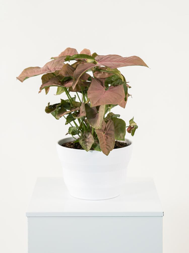 SYNGONIUM R. HEART PO1711 BIANCO OPACO POT.