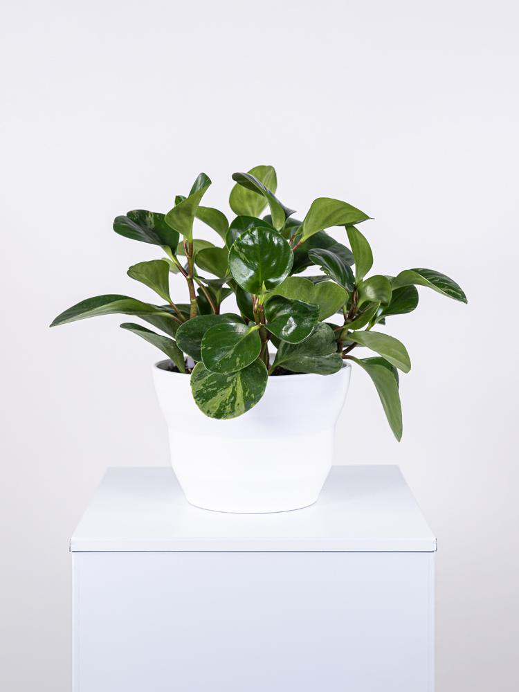 PEPEROMIA EMILY PO1711 BIANCO OPACO POT.