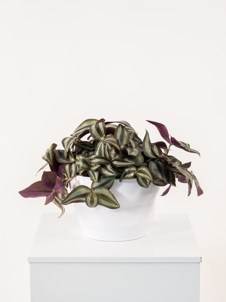 TRADESCANTIA ZEBRINA PO1711 BIANCO OPACO POT.