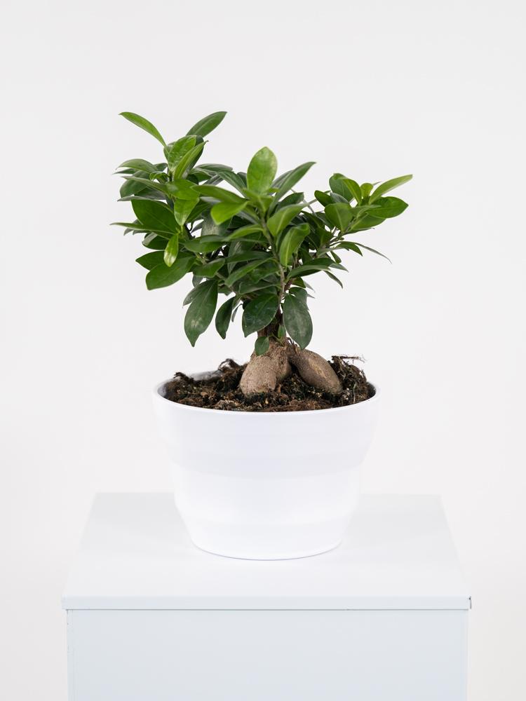 FICUS GINSENG GR150 PO1711 BIANCO OPACO POT.