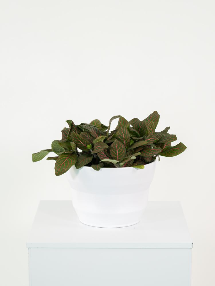 FITTONIA MIX PO1711 BIANCO OPACO POT.