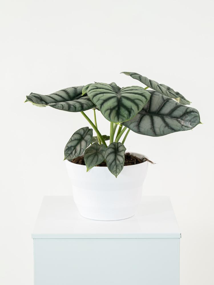 ALOCASIA S. DRAGON PO1711 BIANCO OPACO POT.