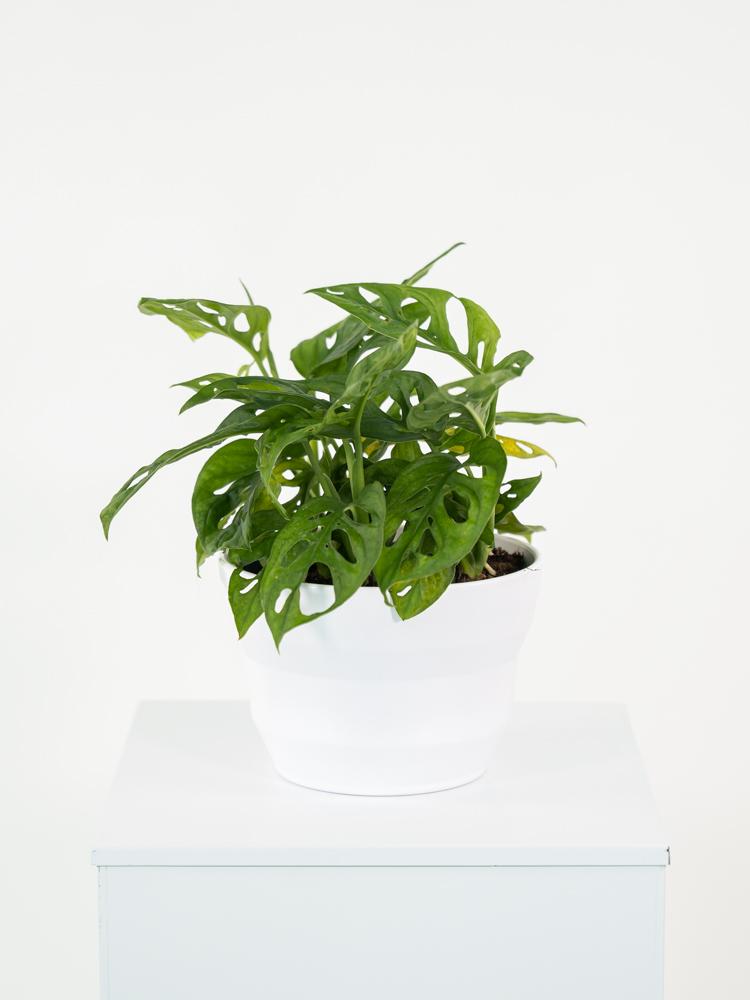 MONSTERA ADANSONII PO1711 BIANCO OPACO POT.