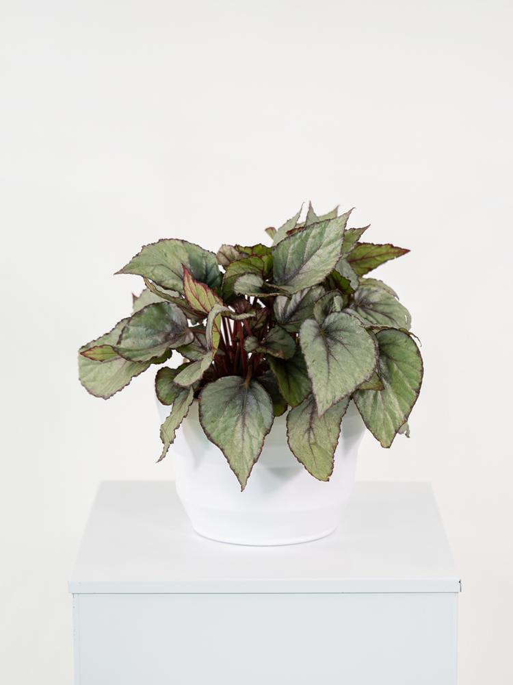 BEGONIA BELEAF PO1711 BIANCO OPACO POT.