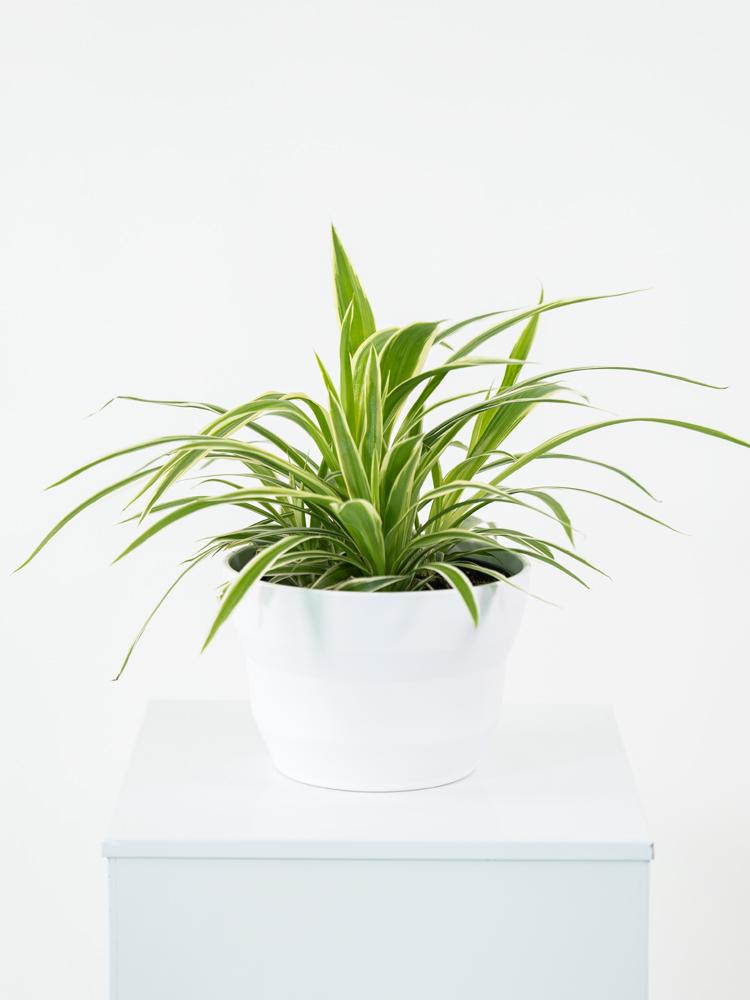 CHLOROPHYTUM VAR. PO1711 BIANCO OPACO POT.
