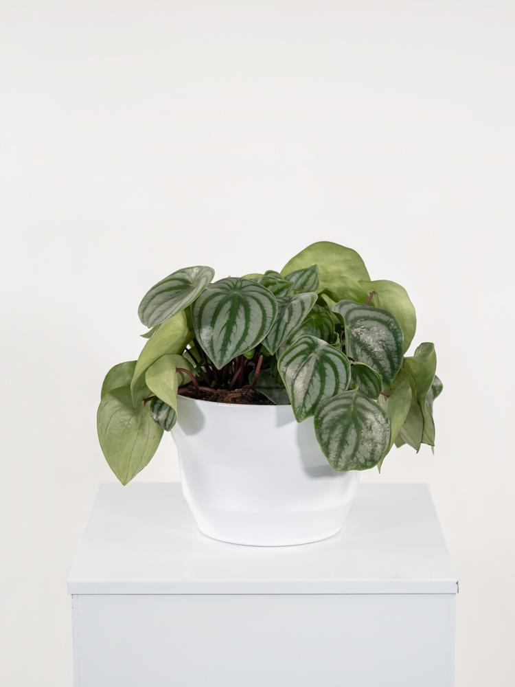 PEPEROMIA WATERMELON PO1711 BIANCO OPACO POT.