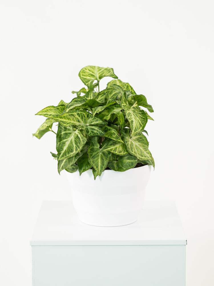 SYNGONIUM ARROW PO1711 BIANCO OPACO POT.