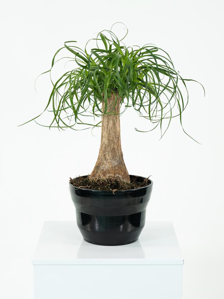 BEAUCARNEA PO1812 NERO LUCIDO POT.