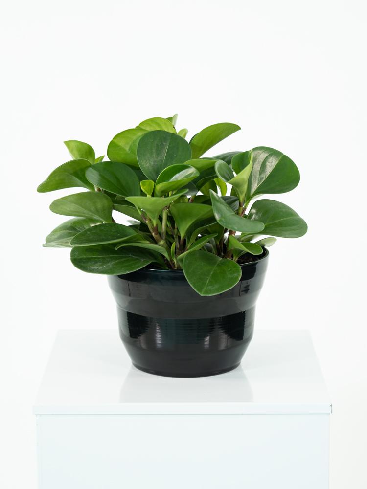 PEPEROMIA OBT. GREEN PO1812 NERO LUCIDO POT.