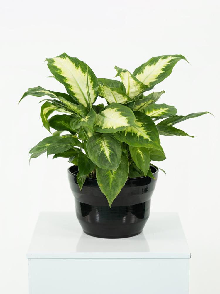 DIEFF. CAMILLA 3P PO1812 NERO LUCIDO POT.