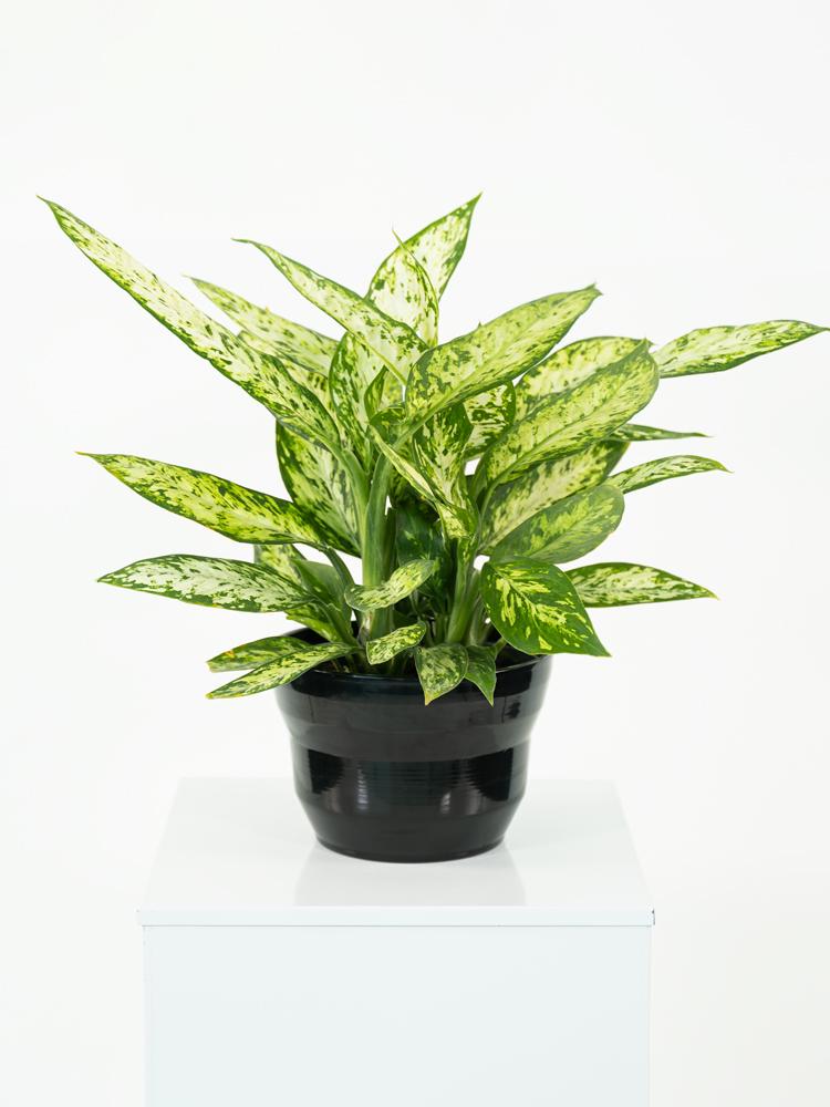 DIEFF. VESUVIO 3P PO1812 NERO LUCIDO POT.