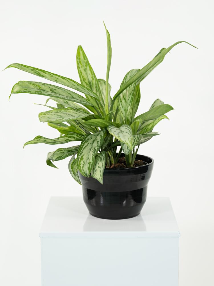 AGLAONEMA S. QUEEN 3P PO1812 NERO LUCIDO POT.
