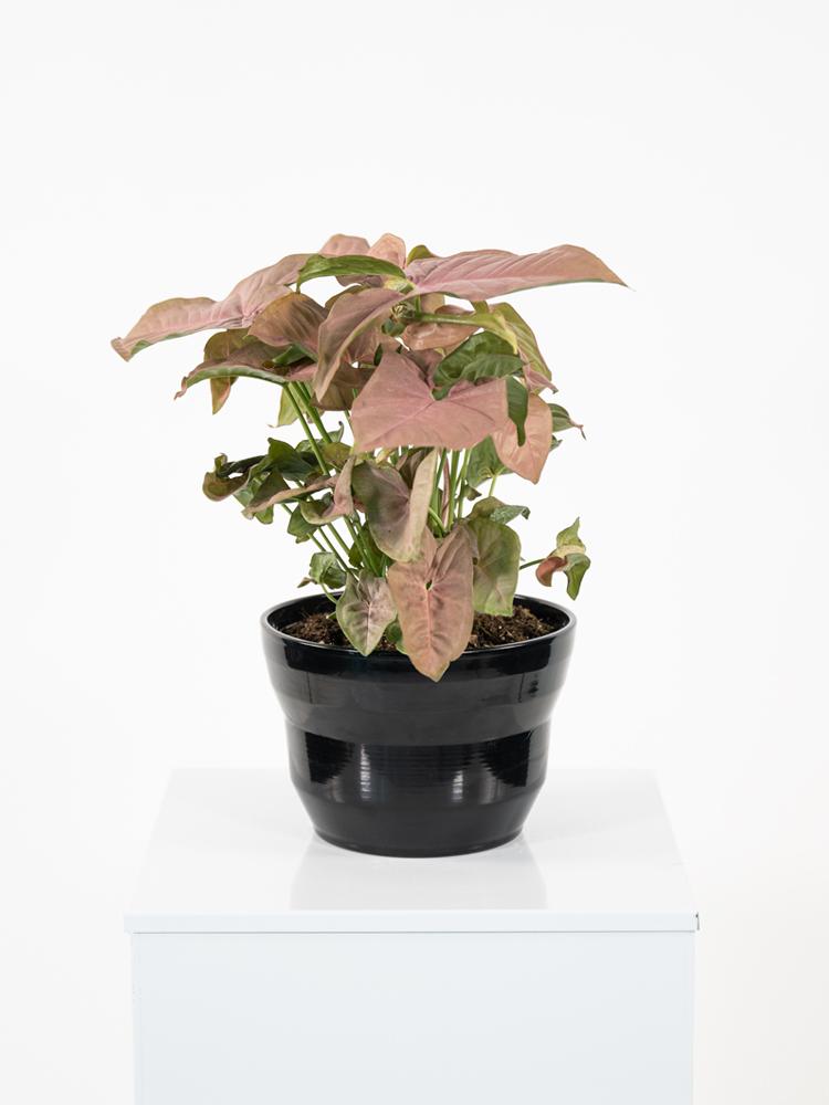 SYNGONIUM R. HEART PO1812 NERO LUCIDO POT.