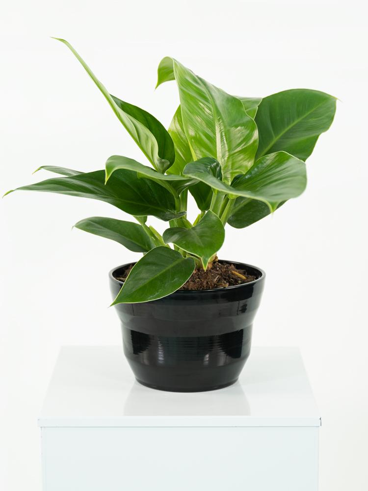 PHILODENDRON IMP. GREEN PO1812 NERO LUCIDO POT.