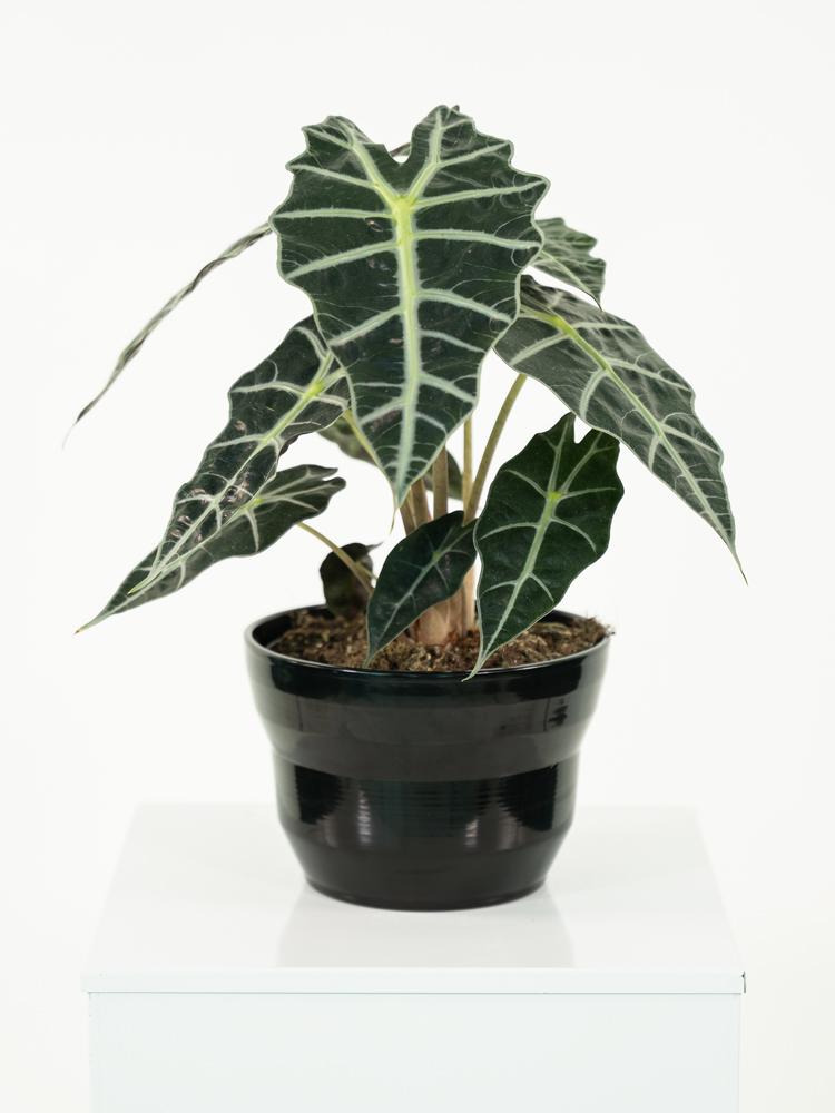 ALOCASIA A. POLLY PO1812 NERO LUCIDO POT.