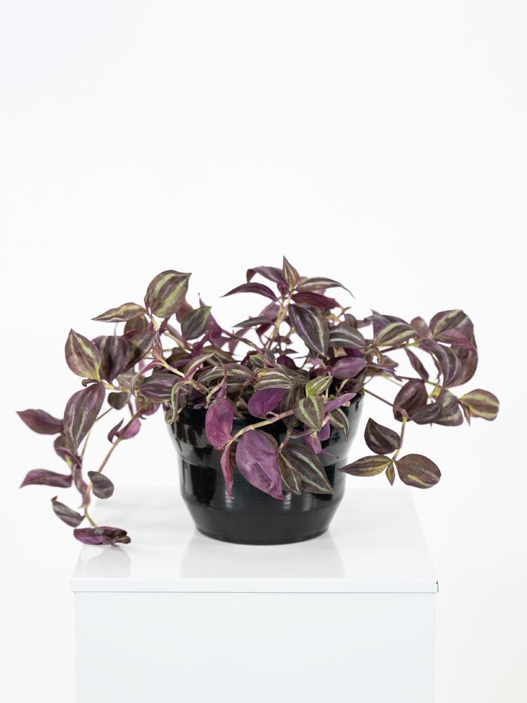 TRADESCANTIA JEWEL RED PO1812 NERO LUCIDO POT.