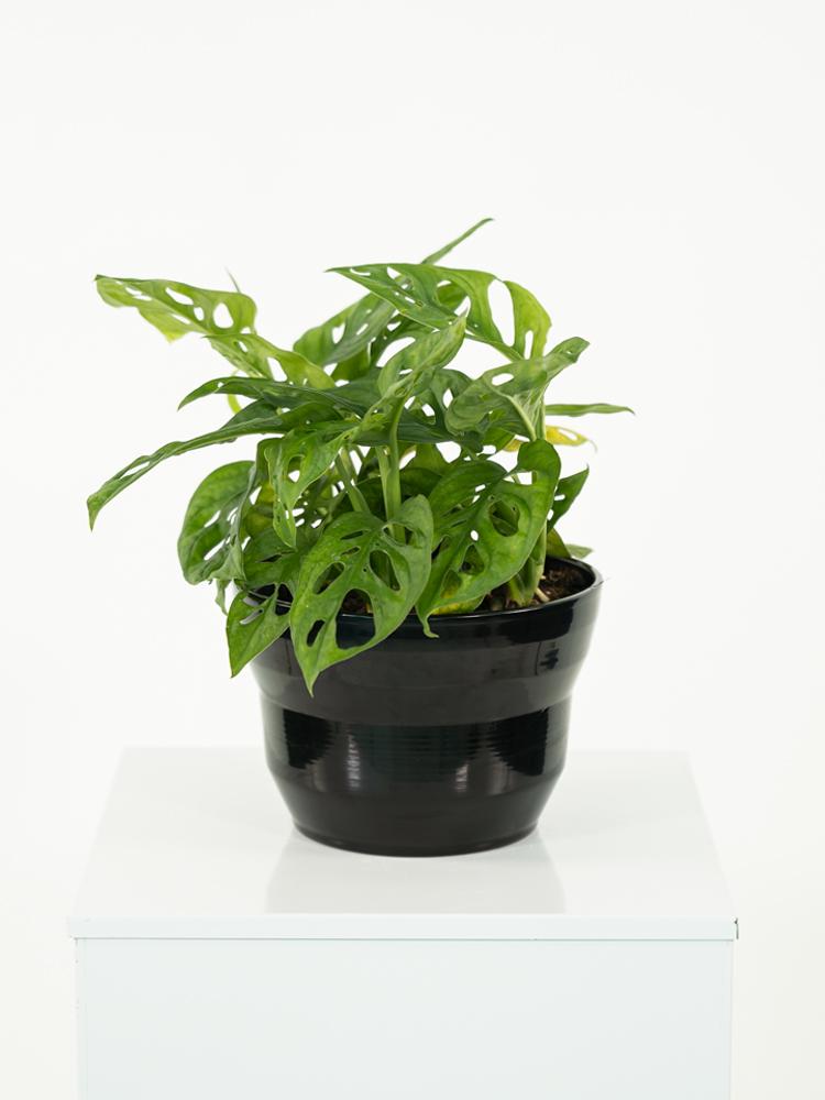 MONSTERA ADANSONII PO1812 NERO LUCIDO POT.