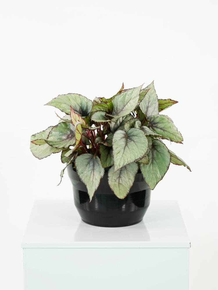 BEGONIA BELEAF PO1812 NERO LUCIDO POT.