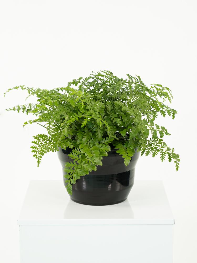 ASPLENIUM PARVATI PO1812 NERO LUCIDO POT.