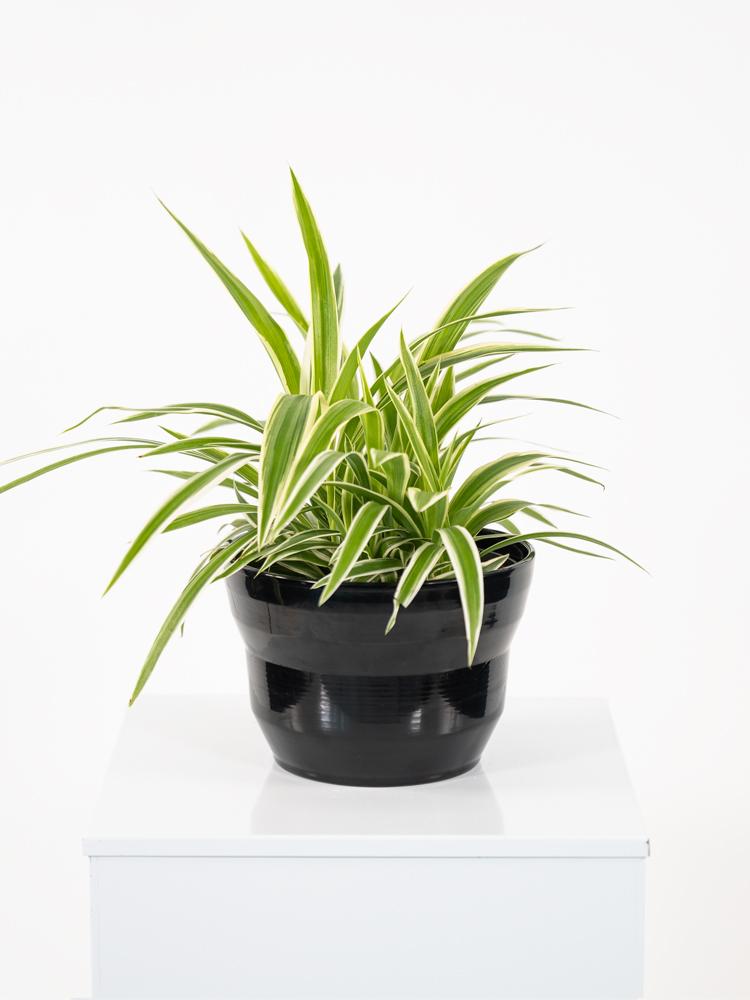 CHLOROPHYTUM VAR. PO1812 NERO LUCIDO POT.