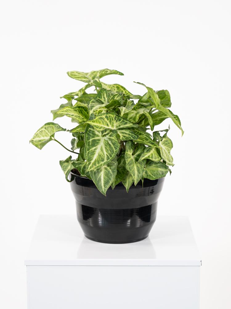 SYNGONIUM ARROW PO1812 NERO LUCIDO POT.