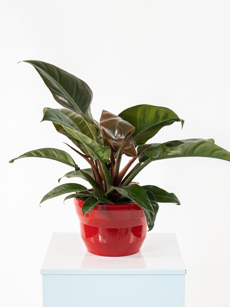 PHILODENDRON IMP. RED PO2014 ROSSO LUCIDO POT.