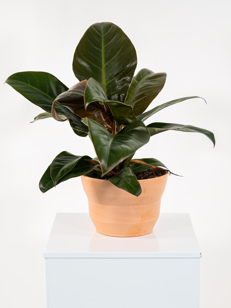 PHILODENDRON IMP. RED PO0615 TERRACOTTA SIENA POT.