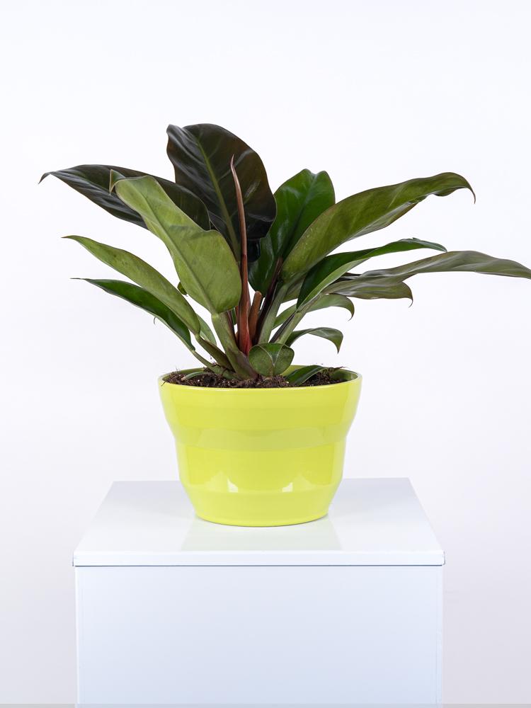PHILODENDRON IMP. RED PO2516 VERDE CHIARO LUCIDO P