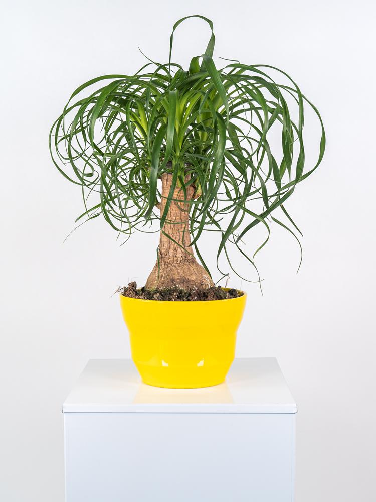 BEAUCARNEA PO2117 GIALLO LUCIDO POT.