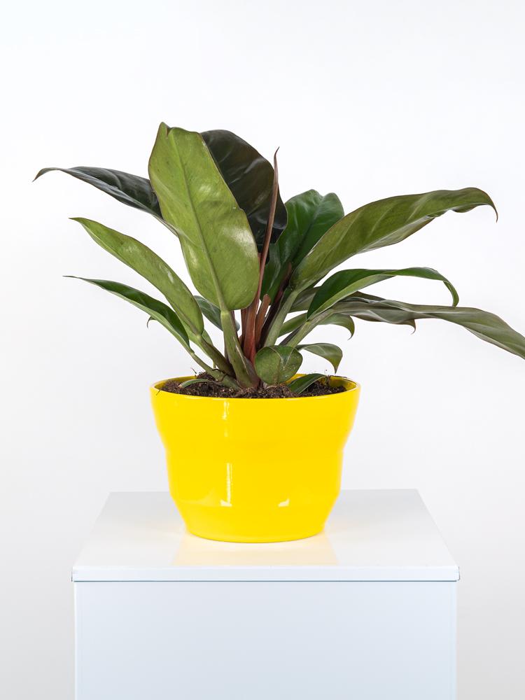 PHILODENDRON IMP. RED PO2117 GIALLO LUCIDO POT.