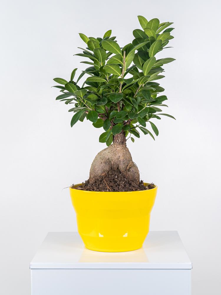 FICUS GINSENG GR150 PO2117 GIALLO LUCIDO POT.