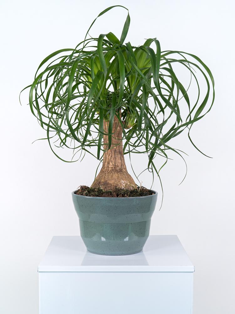 BEAUCARNEA PO2518 VERDE SMALTATO MICROMACCHI POT.