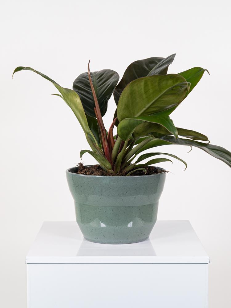 PHILODENDRON IMP. RED PO2518 VERDE SMALTATO MICROM