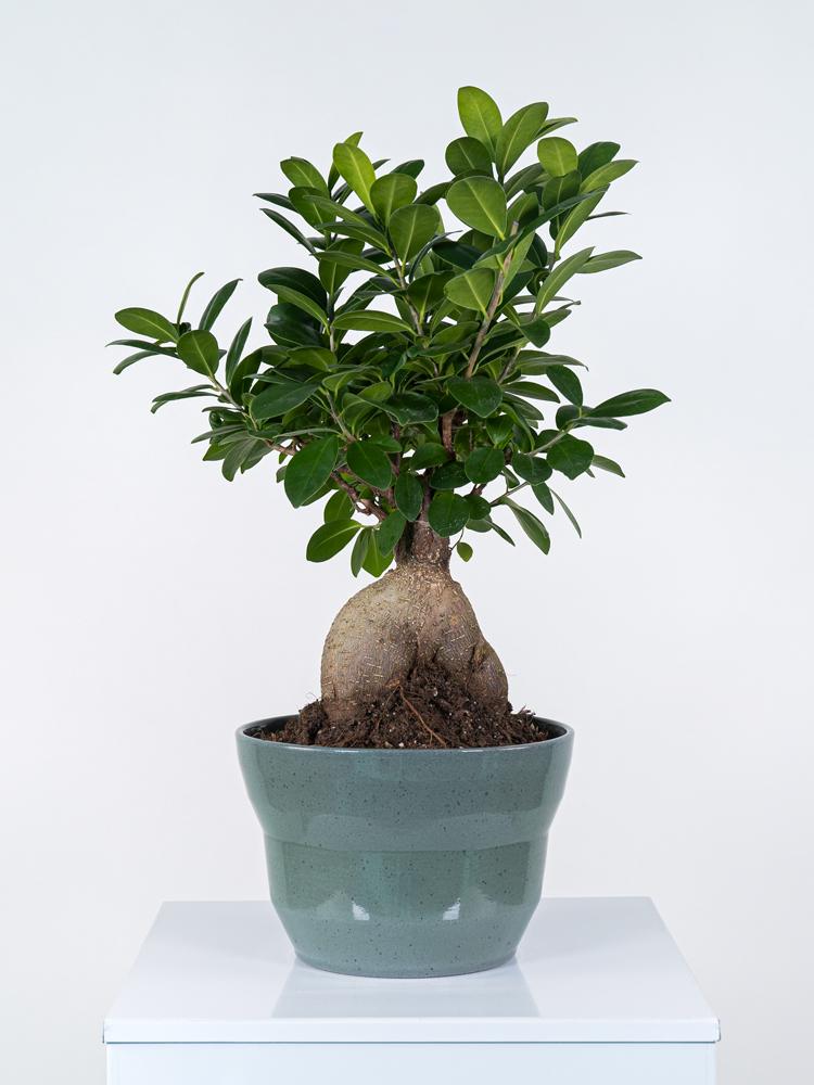 FICUS GINSENG GR150 PO2518 VERDE SMALTATO MICROMAC