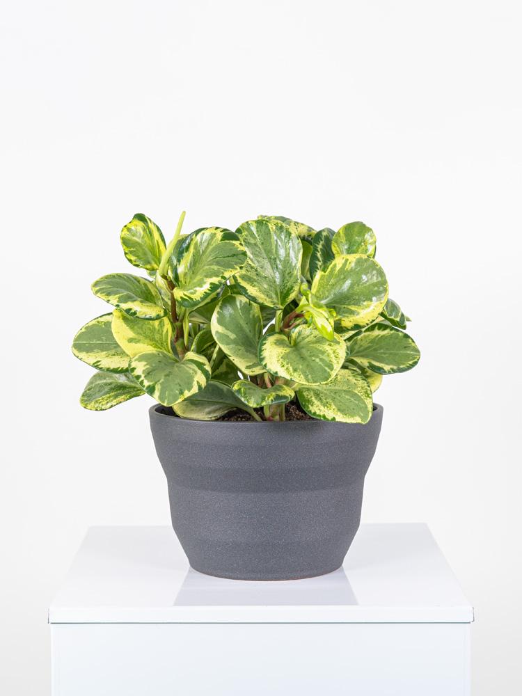 PEPEROMIA OBT. GREEN PO2322 GRAFITE GLITTER POT.