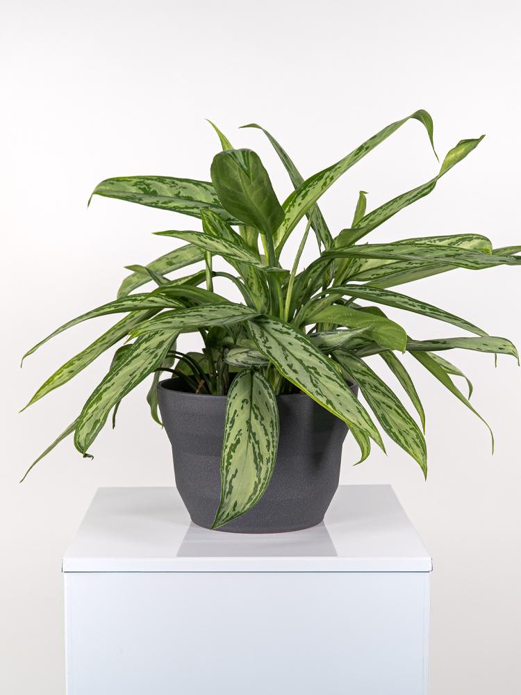 AGLAONEMA S. QUEEN 3P PO2322 GRAFITE GLITTER POT.
