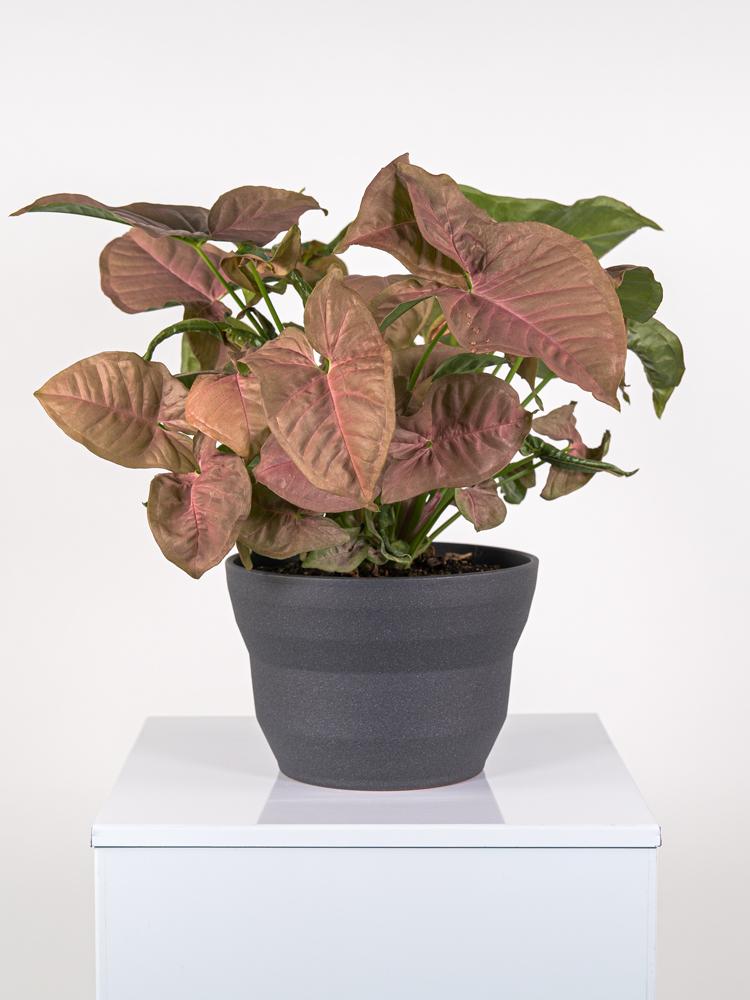 SYNGONIUM R. HEART PO2322 GRAFITE GLITTER POT.