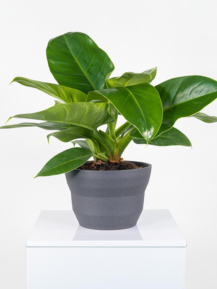 PHILODENDRON IMP. GREEN PO2322 GRAFITE GLITTER POT