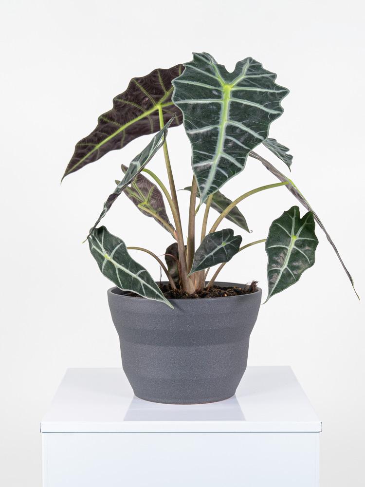 ALOCASIA A. POLLY PO2322 GRAFITE GLITTER POT.