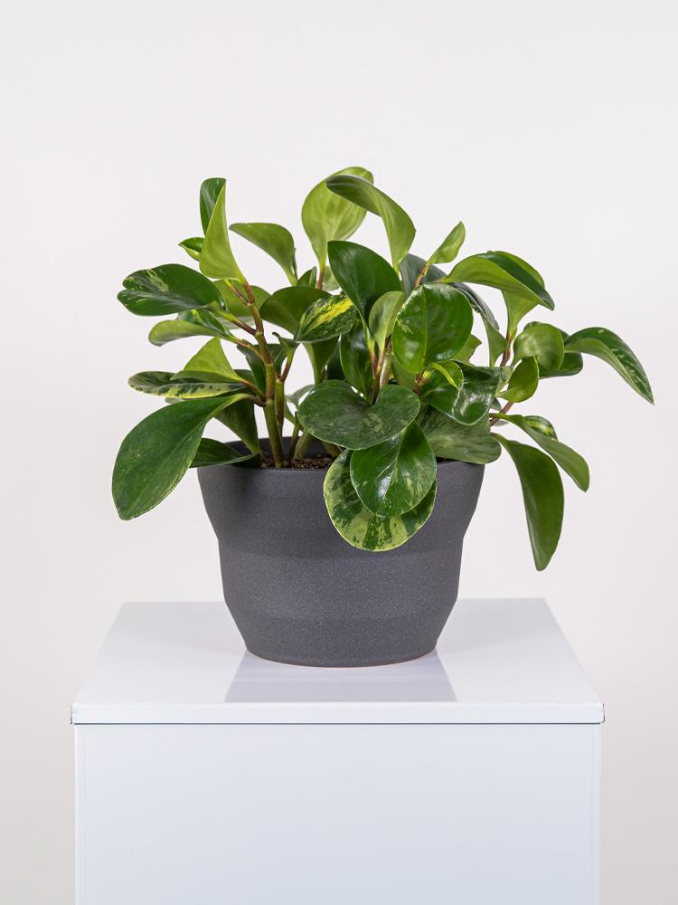PEPEROMIA EMILY PO2322 GRAFITE GLITTER POT.