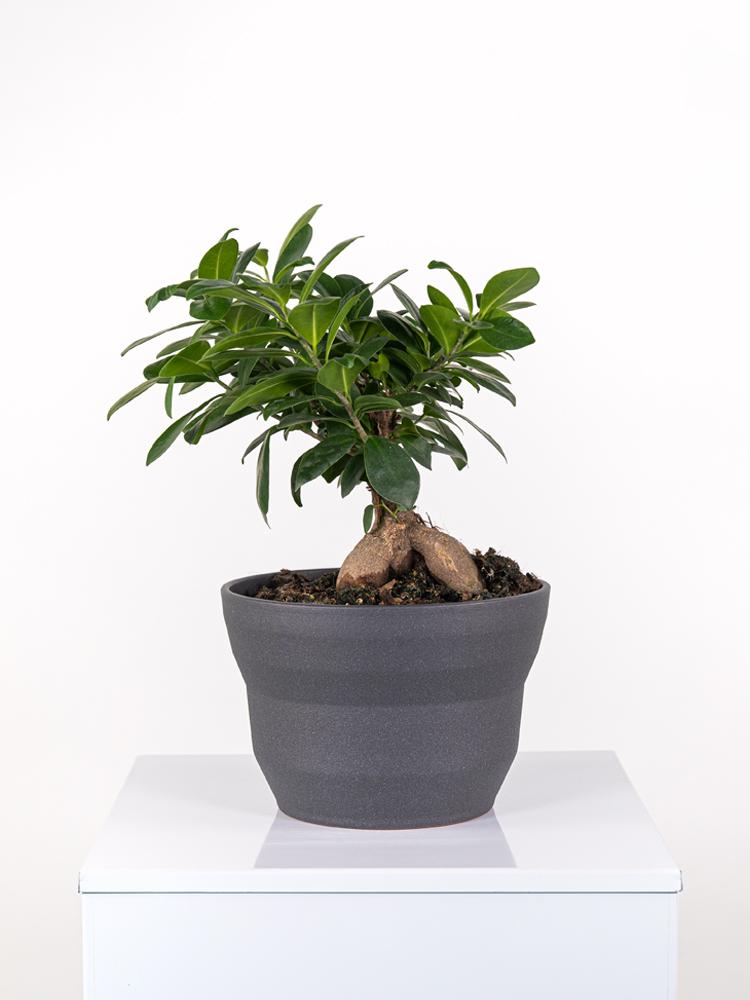 FICUS GINSENG GR150 PO2322 GRAFITE GLITTER POT.