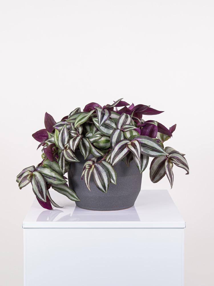 TRADESCANTIA JEWEL RED PO2322 GRAFITE GLITTER POT.