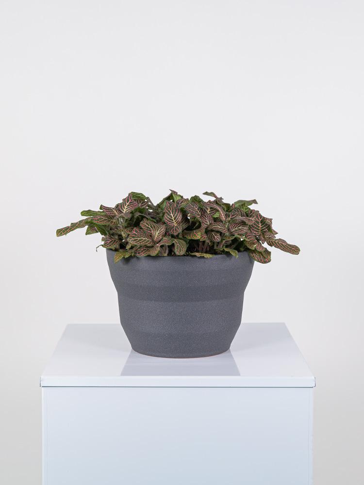 FITTONIA MIX PO2322 GRAFITE GLITTER POT.