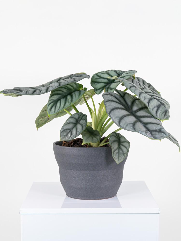ALOCASIA S. DRAGON PO2322 GRAFITE GLITTER POT.