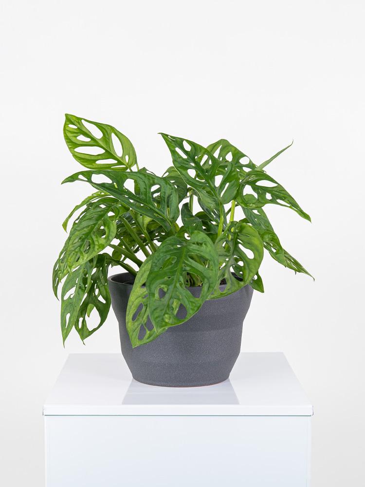 MONSTERA ADANSONII PO2322 GRAFITE GLITTER POT.