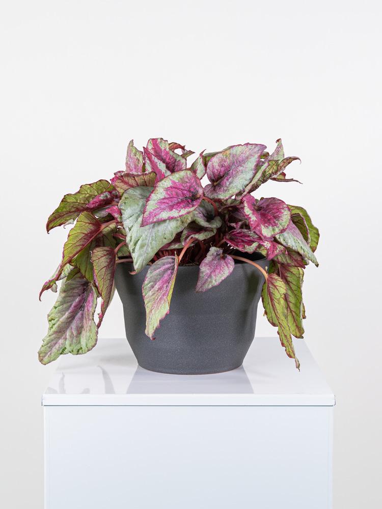BEGONIA BELEAF PO2322 GRAFITE GLITTER POT.
