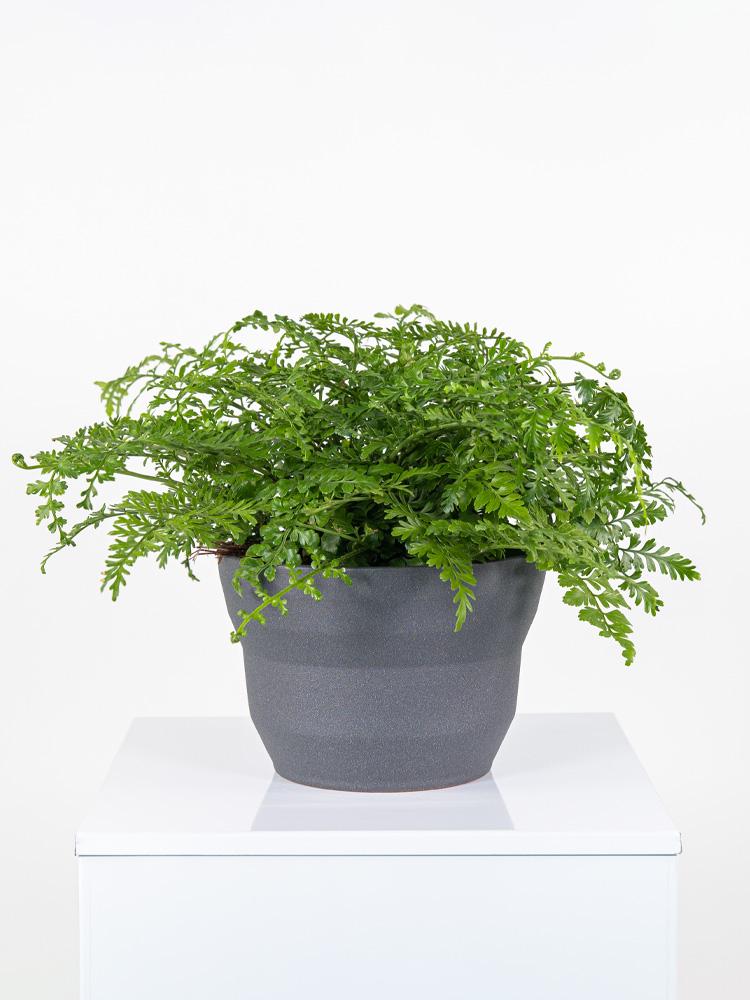 ASPLENIUM PARVATI PO2322 GRAFITE GLITTER POT.