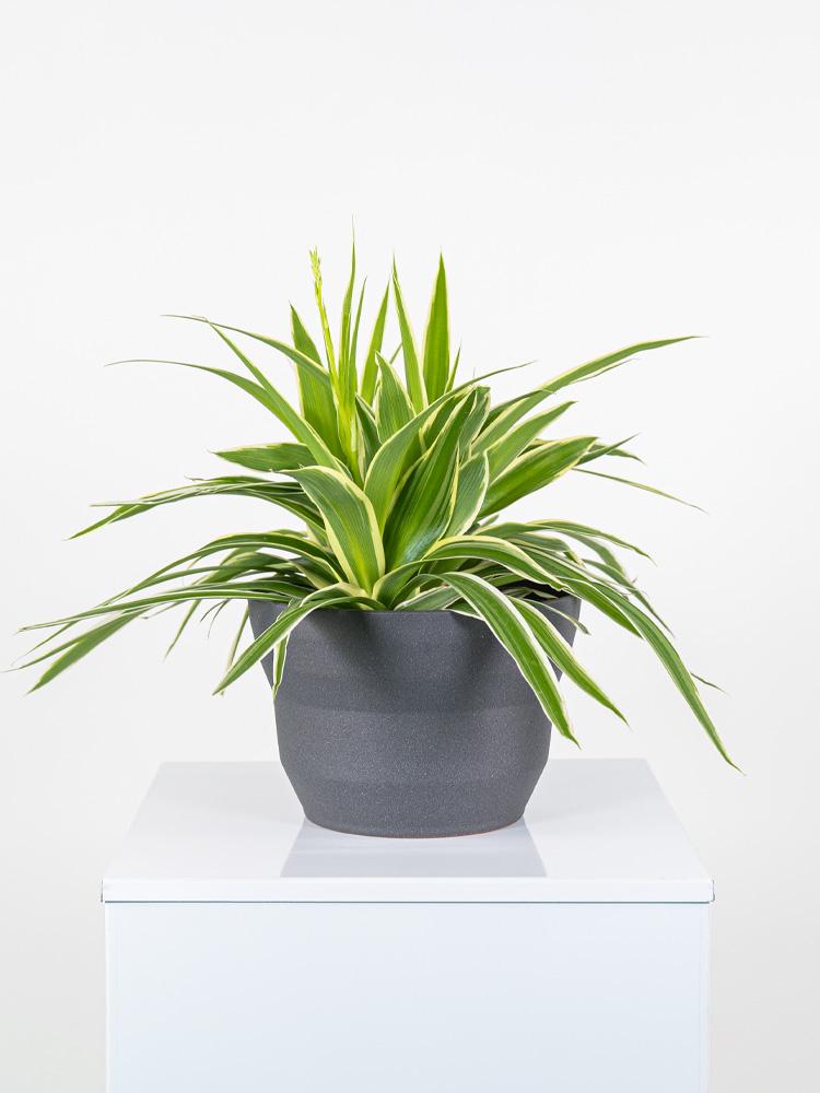 CHLOROPHYTUM VAR. PO2322 GRAFITE GLITTER POT.