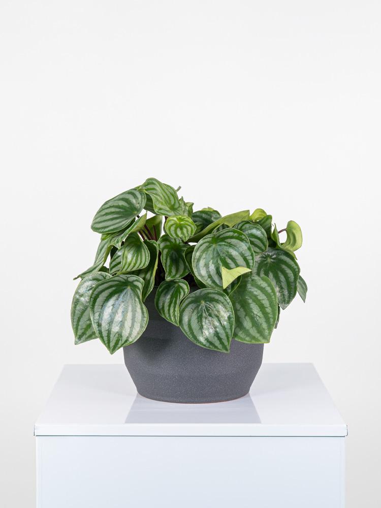 PEPEROMIA WATERMELON PO2322 GRAFITE GLITTER POT.